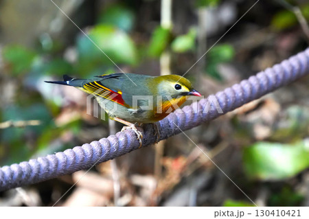 どこからともなく来て目の前に止まった可愛いくて綺麗なソウシチョウ 130410421