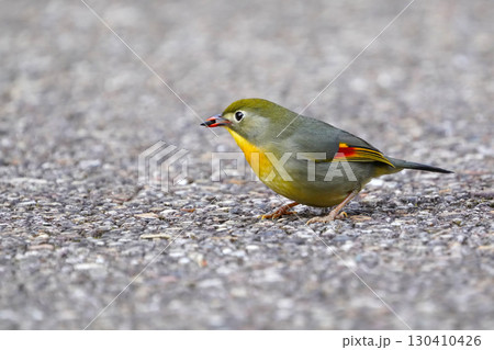 どこからともなく来て目の前に止まった可愛いくて綺麗なソウシチョウ 130410426