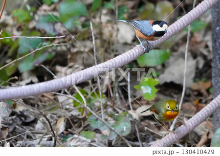 どこからともなく来て目の前に止まった可愛いくて綺麗なソウシチョウ どこからともなく来て目の前に止まった可愛いくて綺麗なソウシチョウ 130410429