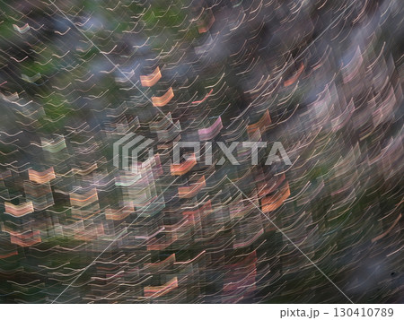 朝日に輝く蜘蛛の巣 130410789