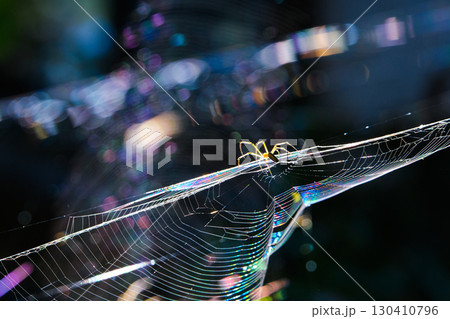 光に照らされた蜘蛛の巣 130410796