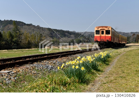 春の快晴、スイセンが咲いた石神菜の花畑を小湊鉄道キハ200系気動車が駆け抜ける 春の快晴、スイセンが咲いた石神菜の花畑を小湊鉄道キハ200系気動車が駆け抜ける 130410826