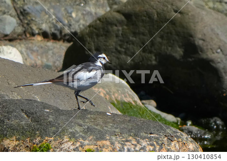 セグロセキレイ 130410854