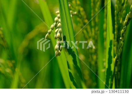 猛暑に負けず育つ稲穂 猛暑に負けず育つ稲穂 130411130