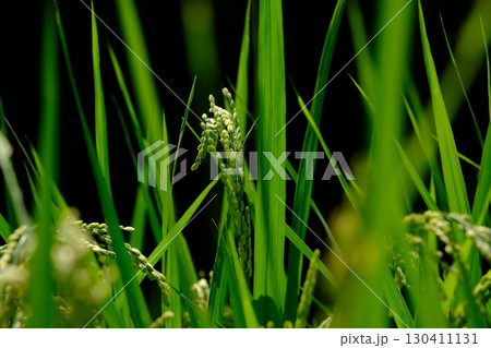 猛暑に負けず育つ稲穂 130411131