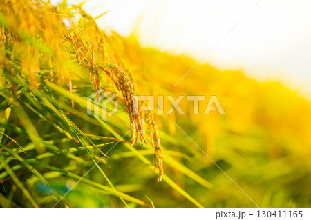 【秋素材】実りの時期を迎えた水田の頭を垂れる稲穂【長野県】 130411165