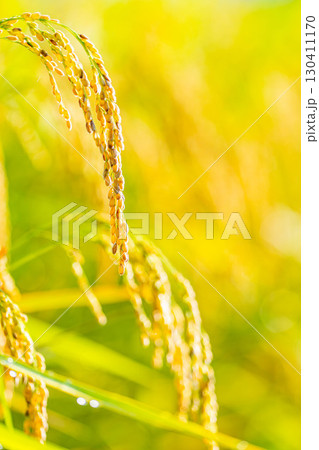 【秋素材】実りの時期を迎えた水田の頭を垂れる稲穂【長野県】 130411170