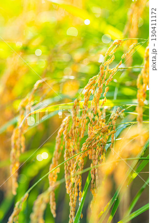 【秋素材】実りの時期を迎えた水田の頭を垂れる稲穂【長野県】 【秋素材】実りの時期を迎えた水田の頭を垂れる稲穂【長野県】 130411172