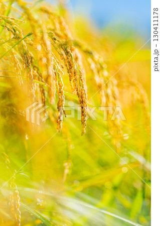 【秋素材】実りの時期を迎えた水田の頭を垂れる稲穂【長野県】 130411178