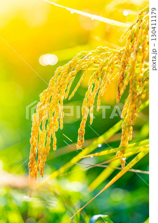 【秋素材】実りの時期を迎えた水田の頭を垂れる稲穂【長野県】 【秋素材】実りの時期を迎えた水田の頭を垂れる稲穂【長野県】 130411179
