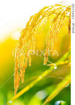 【秋素材】実りの時期を迎えた水田の頭を垂れる稲穂【長野県】 130411182