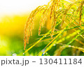 【秋素材】実りの時期を迎えた水田の頭を垂れる稲穂【長野県】 130411184
