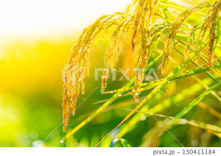 【秋素材】実りの時期を迎えた水田の頭を垂れる稲穂【長野県】 130411184