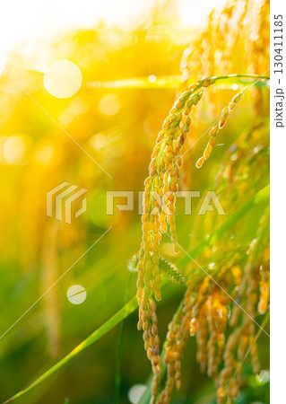 【秋素材】実りの時期を迎えた水田の頭を垂れる稲穂【長野県】 130411185