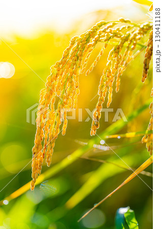 【秋素材】実りの時期を迎えた水田の頭を垂れる稲穂【長野県】 130411188