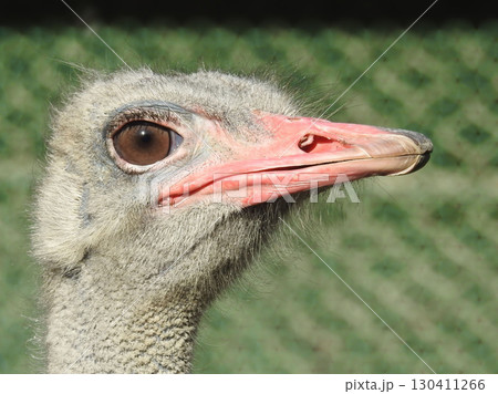 ダチョウ 130411266