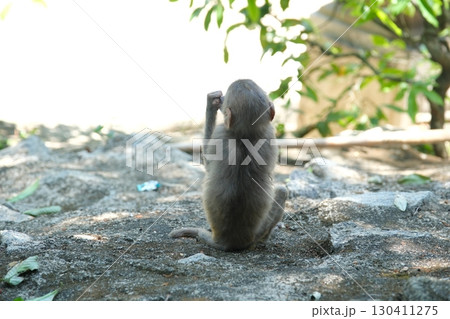 A young baboon sits on rocky ground, curiously exploring plants and stones in Hluhluwe Imfolozi Park, South Africa. 130411275