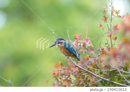 カワセミ 130411612