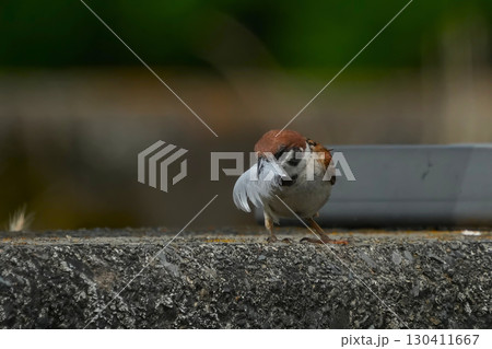 スズメ 130411667