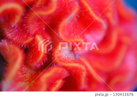 燃えさかる炎のようなけいとうの花 130411676