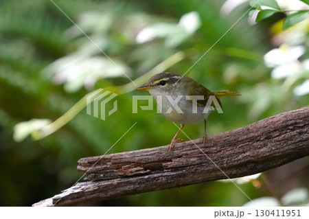 ムシクイ ムシクイ 130411951