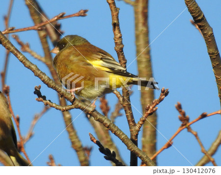 青空の元存在をアピールする可愛いカワラヒワ 130412076