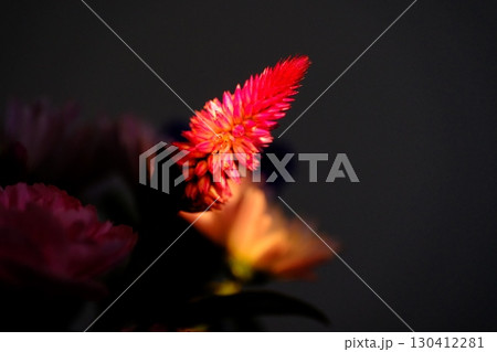 ノゲイトウの花 130412281