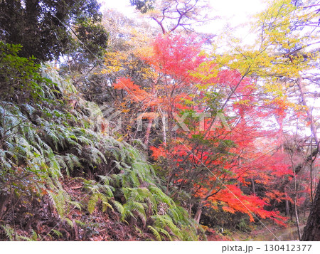 火山の噴火のように斜面から咲く紅葉 火山の噴火のように斜面から咲く紅葉 130412377
