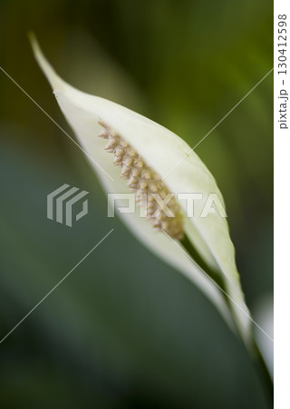 スパティフィラムの花が咲いています。和名はササウチワ（笹団扇）です。 130412598