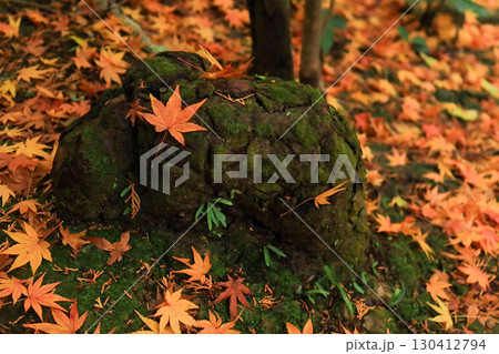 秋に彩られた苔と紅葉の景色 秋に彩られた苔と紅葉の景色 130412794