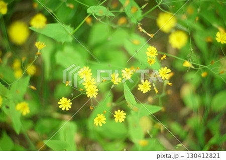 ハナニガナの花 ハナニガナの花 130412821