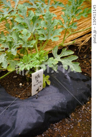 スイカ　西瓜　水瓜　縞王　縞王マックス　縞王M　苗　 親づる 130413145