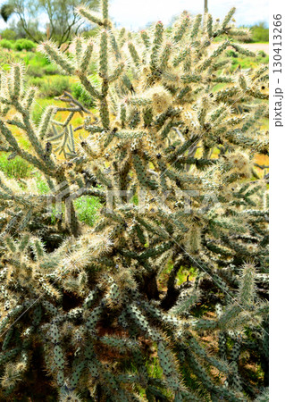 Cholla cactus, Sonora Desert, Mid Spring 130413266