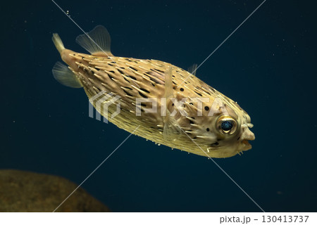 ハリセンボン フグ ハリセンボン フグ 130413737