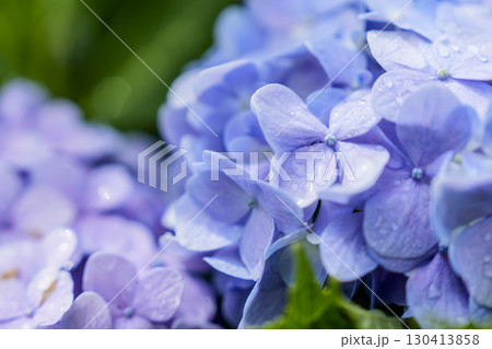 雨粒が光る紫陽花の花びら 130413858