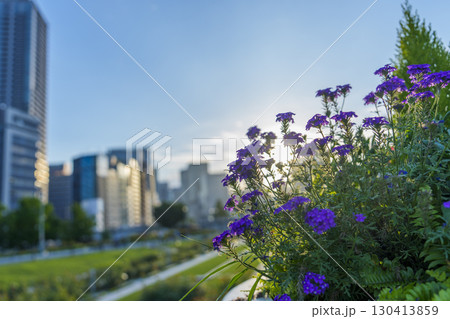 夕暮れの都市を背景に咲く紫の花 夕暮れの都市を背景に咲く紫の花 130413859