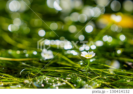 清流に咲く梅花藻ときらめく玉ボケ 130414132