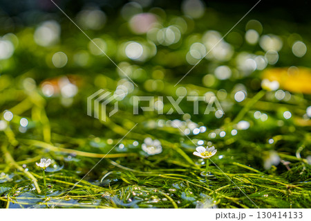 清流に咲く梅花藻の群生と輝く玉ボケ 130414133