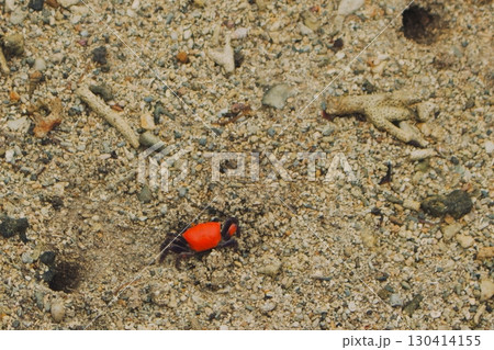珊瑚砂の砂浜にいる赤い小さなカニ 珊瑚砂の砂浜にいる赤い小さなカニ 130414155