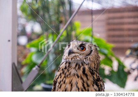 【#動物園】フクロウ 【#動物園】フクロウ 130414778