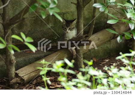 見つめる猫 130414844