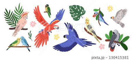 Parrots types. Exotic tropical birds, different poses, flying and sitting, bright color plumage, wild life, funny pets on branches, macaw, cockatoo and ara garish vector cartoon flat isolated set 130415381