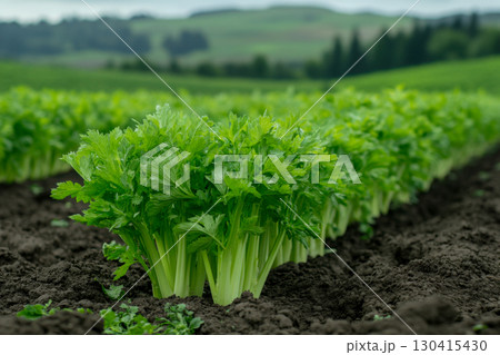 Fresh vibrant green celery plants growing in neat rows on dark rich farm soil with distant rolling green hills. 130415430