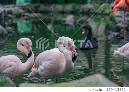 【#動物園】フラミンゴ 【#動物園】フラミンゴ 130415532