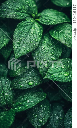 Close up of lush green leaves covered in fresh water droplets, creating a natural and refreshing texture. The intricate patterns of the leaves and droplets suggest a serene, rainy atmosphere 130416117
