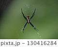 巣で獲物を待ち構えるクモの腹部 コガネグモ属 130416284