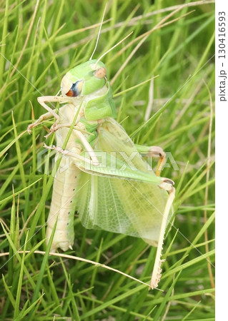 脱皮直後のトノサマバッタ 130416593