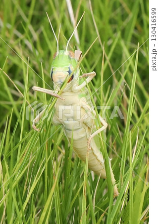 脱皮直後のトノサマバッタ 脱皮直後のトノサマバッタ 130416599