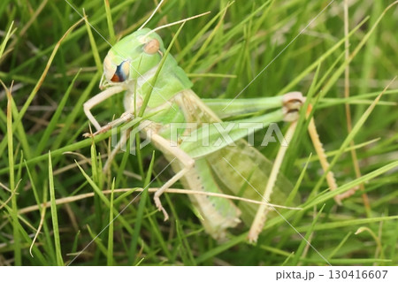 脱皮直後のトノサマバッタ 脱皮直後のトノサマバッタ 130416607