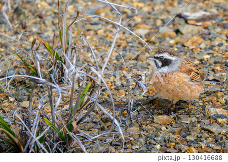地面を歩くホオジロ・コピースペース 地面を歩くホオジロ・コピースペース 130416688